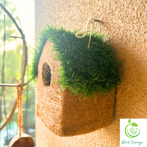 bird nest, beautiful bird house, birdhouse, coir bird house,teracotta bird feeder, teracotta products, teracotta, art, home decor,bird feeder, best bird feeder, hexagon shaped bird feeder, birds feed, birdfood, good quality,all seasoned, save birds, birdwatching, birdlove, birds of india,urban birdwatching, birding, nesting material, wooden bird feeder, ecofriendly, glass, recycled ,
