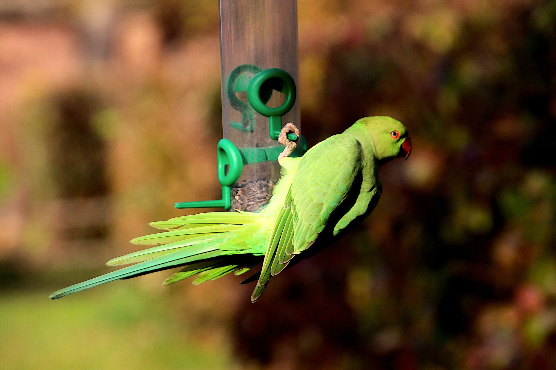 indian ringneck parakeet, parrot, green parrot, how to attract parrots, bird feeder, birdbath, save birds, birdlovers, birdwathching