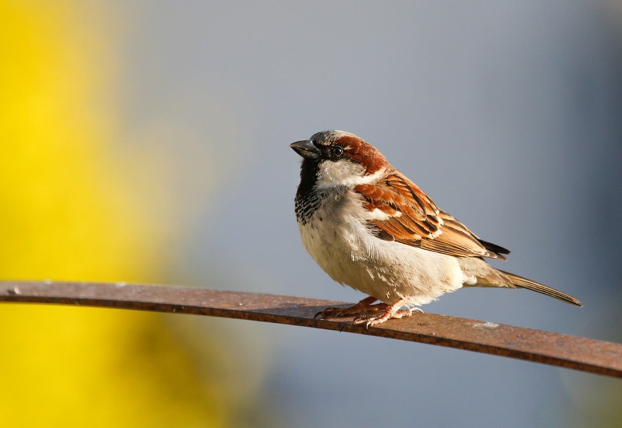 sparrow, save sparrow, bird duniya, birdwatching, urban birding, birdlovers, india, birdsofindia, saprrowfood, bird feeder, birdbath , save birds