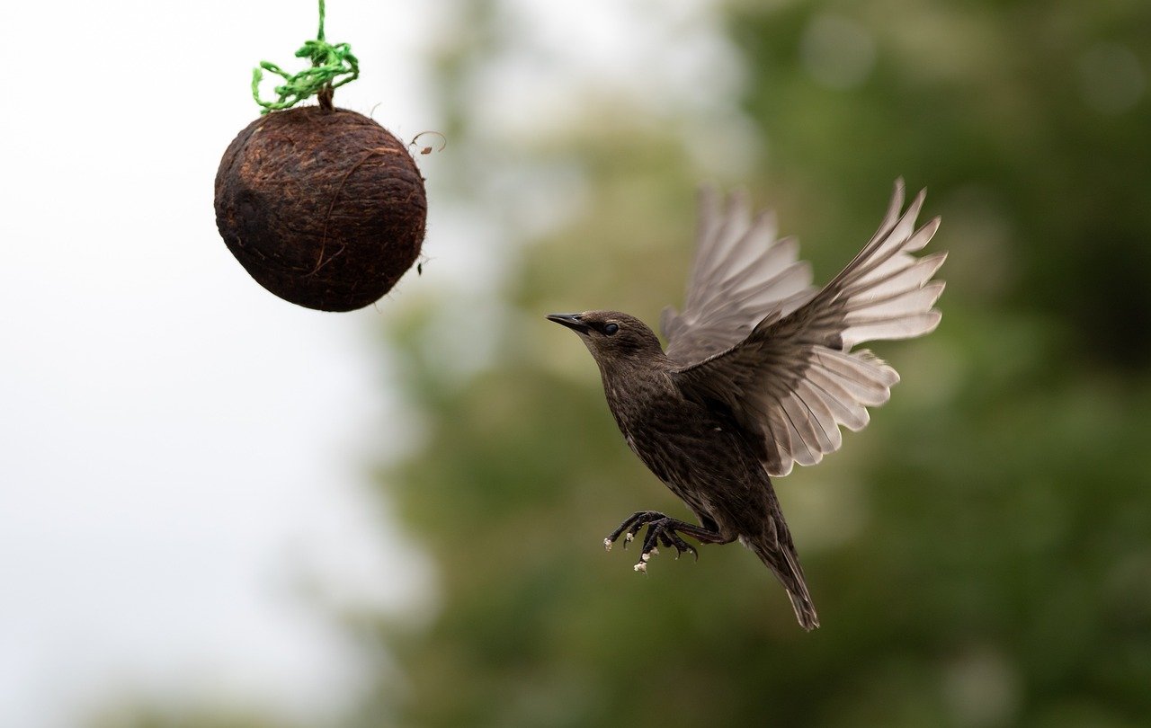 coconut shell feeder, nature, ecofreindly, save earth, save birds, birdfeeders, best bird feeders, bird bath, birdlovers